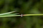 Cypress panicgrass